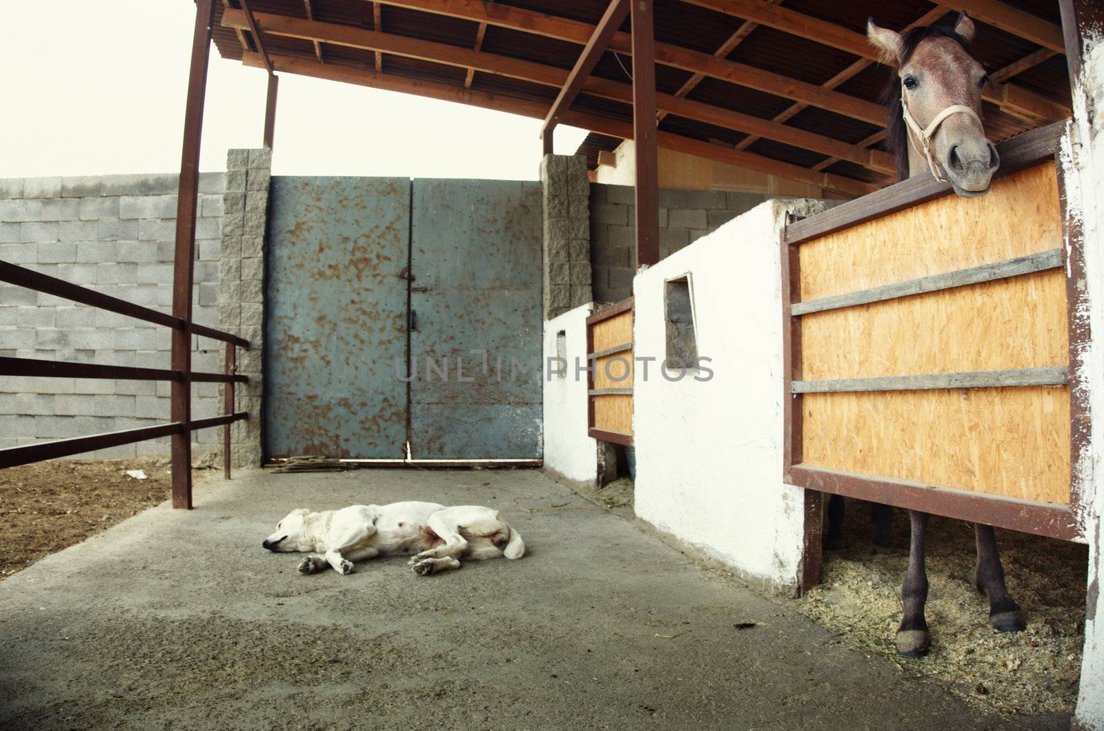 Horse in the stable and watch-dog sleeping. Natural light. Artistic colors added