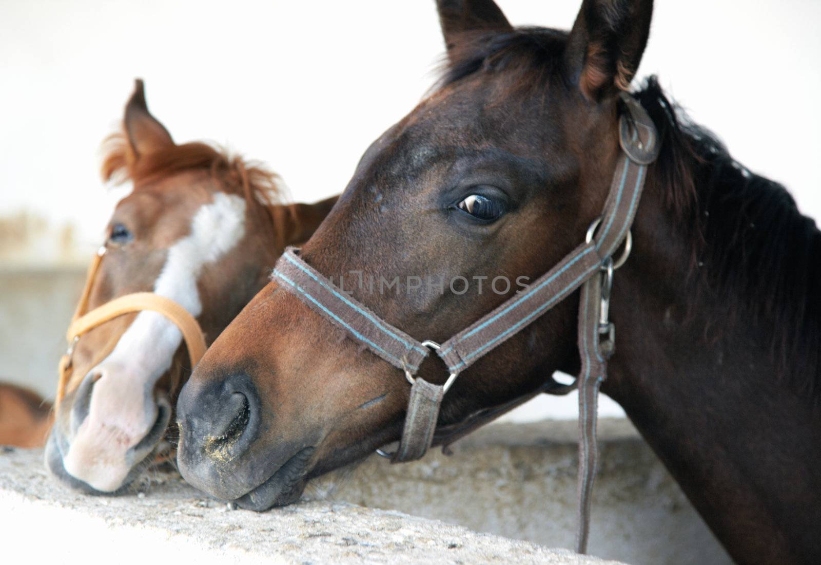 Two horses in love standing in the stable. Middle Asia. Natural light and colors