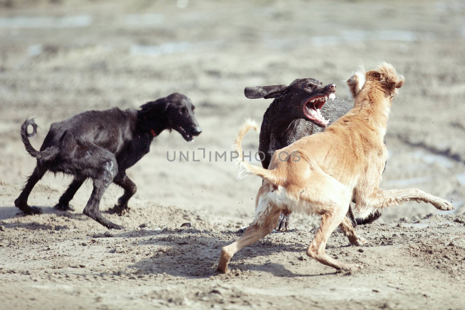 Dog fight by Novic