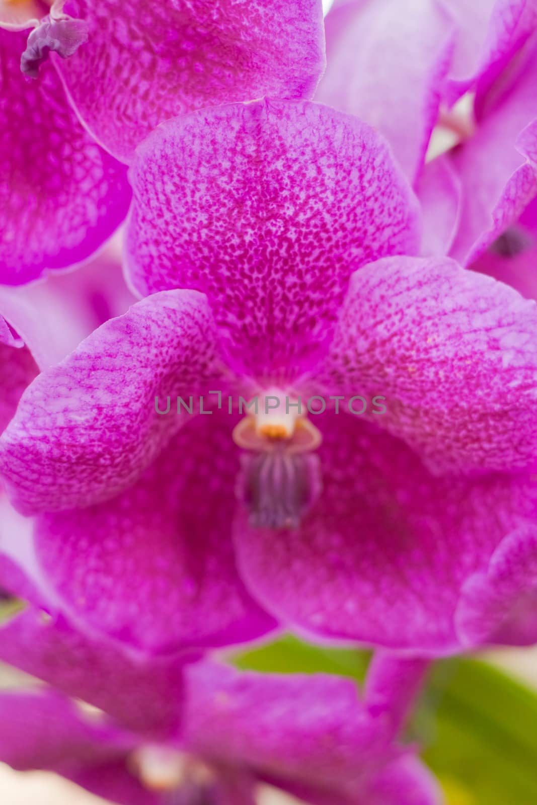 Beautiful orchid  by nikky1972