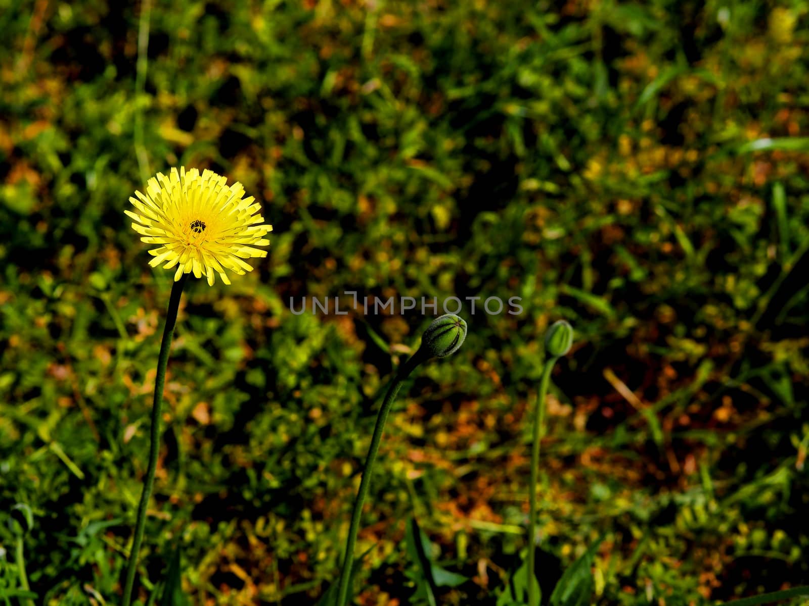 small yellow daisy wheel with buds