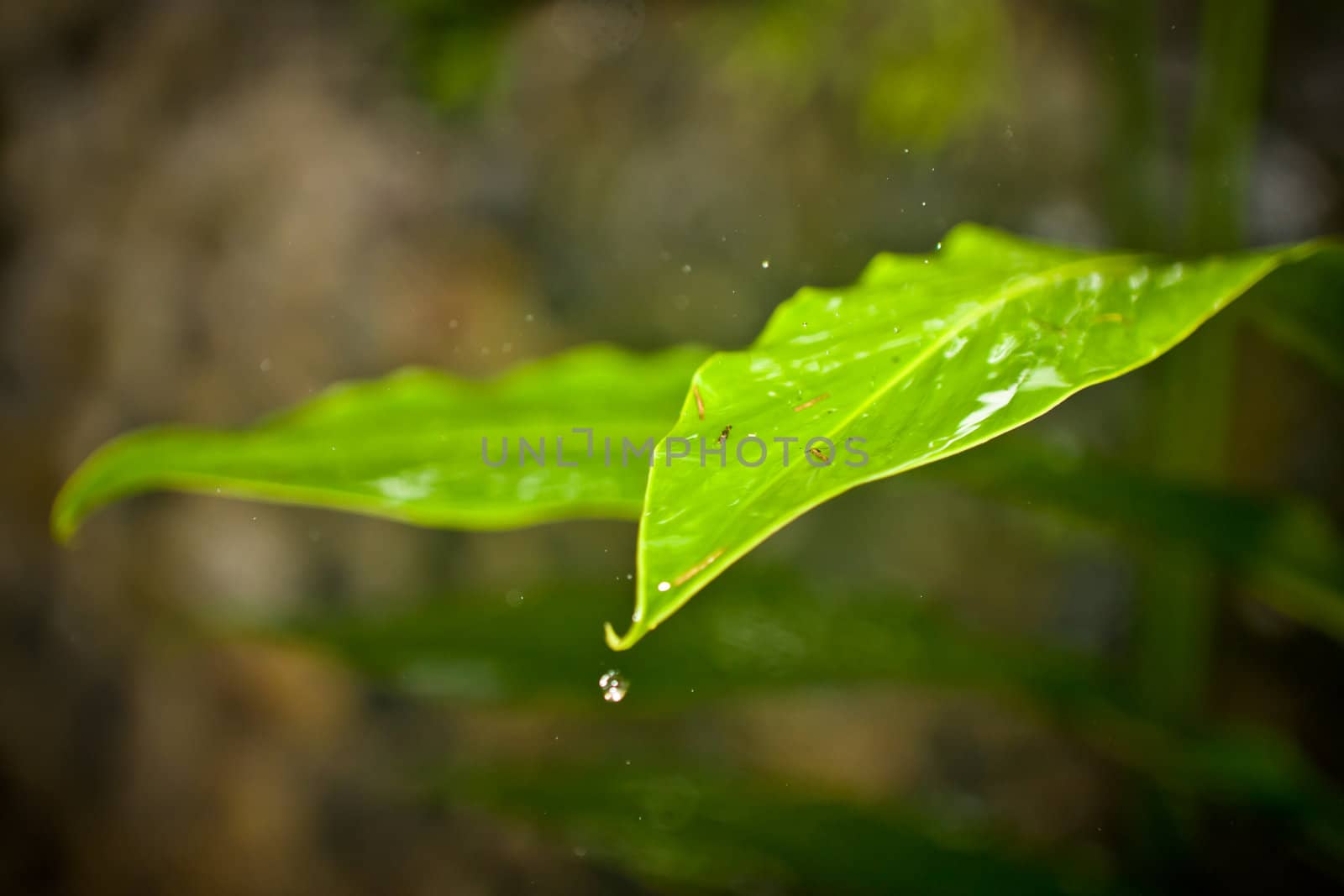 Perfect glistening rain drop frozen mid air as it falls from the tip of a wet green leaf with shallow dof