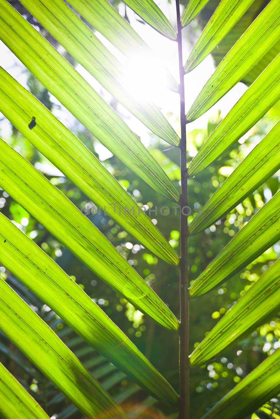 Viewing the bright glare of a tropical sun through an upright fresh green palm frond