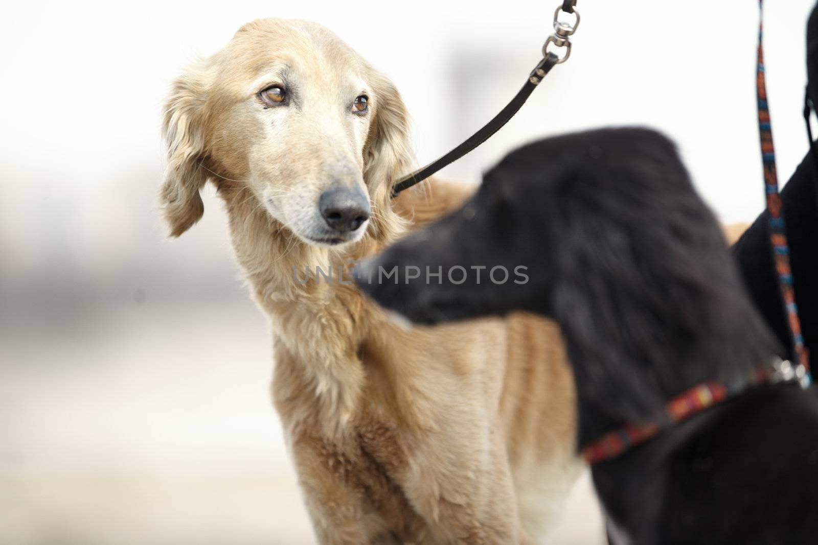 Two Turkmenian greyhound dogs named also as Tazy. Natural light and colors