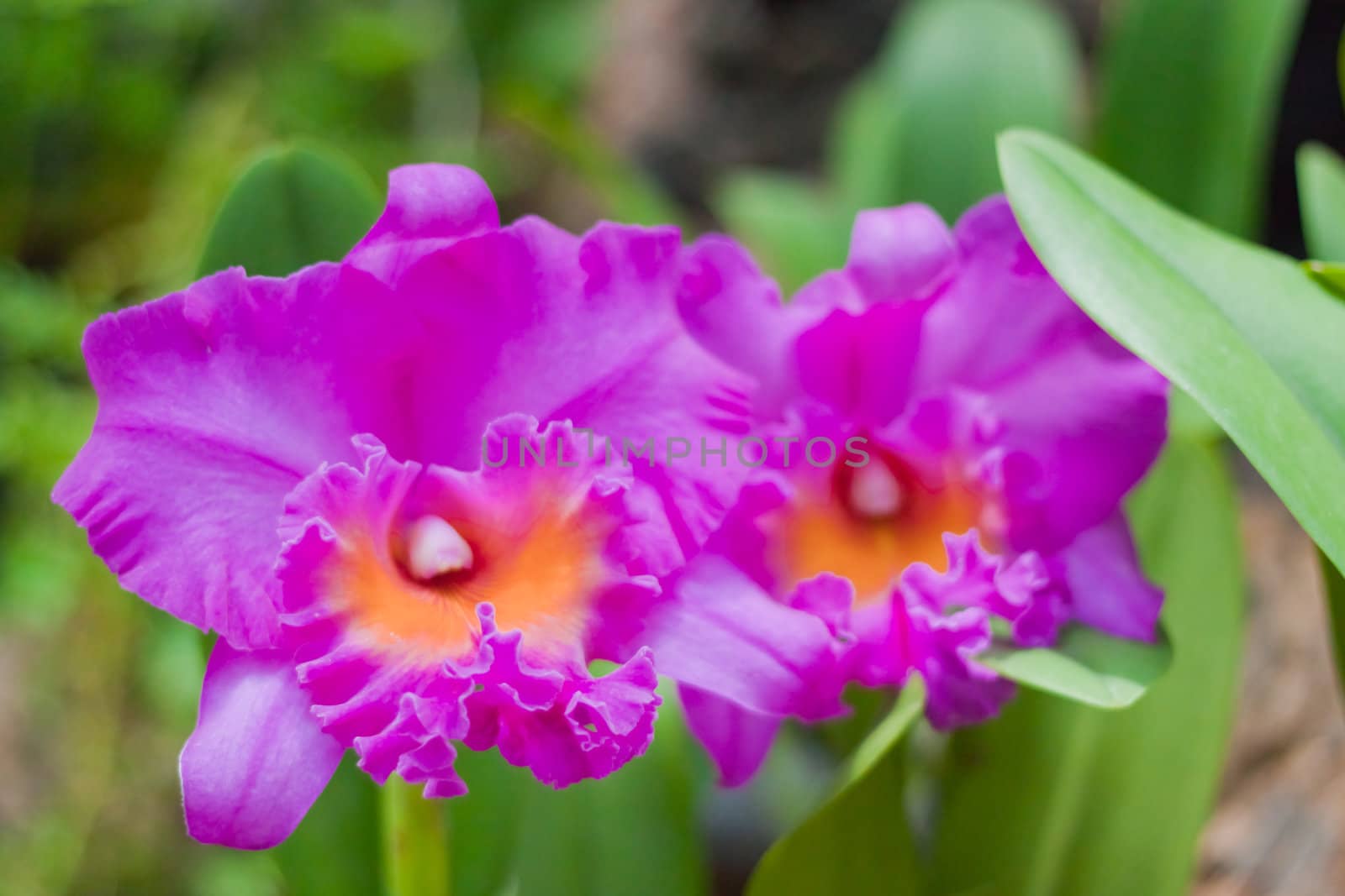 Beautiful orchid