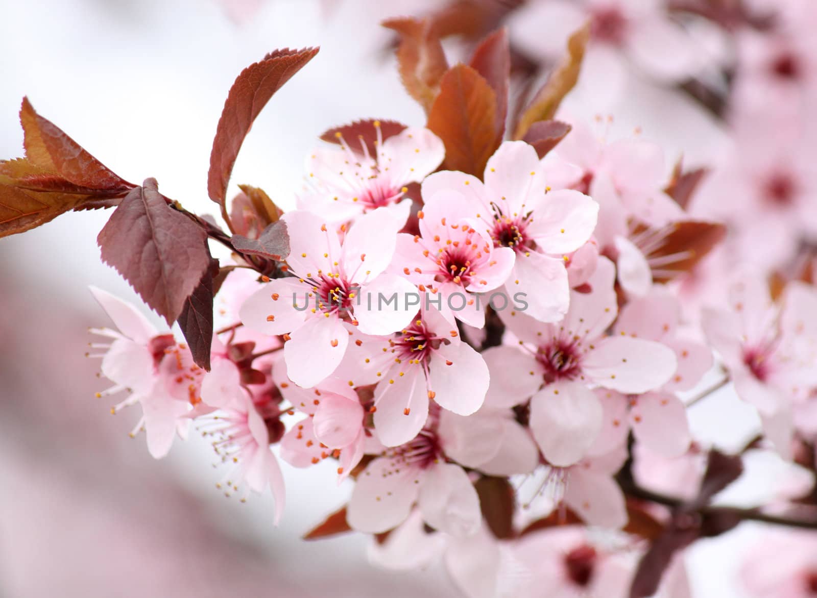 branch of tree with pink blossom
