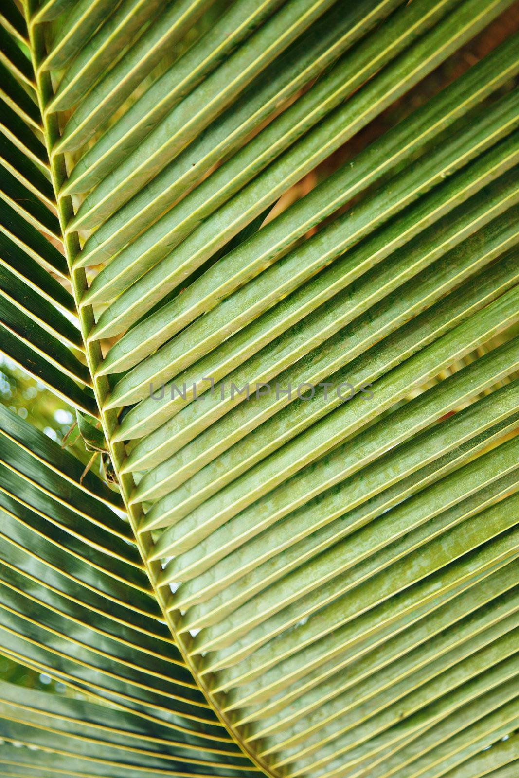 Close-up textured photo of the green palm leaf in the wild tropical forest
