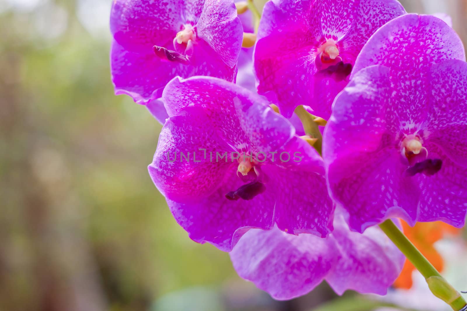 Beautiful orchid
