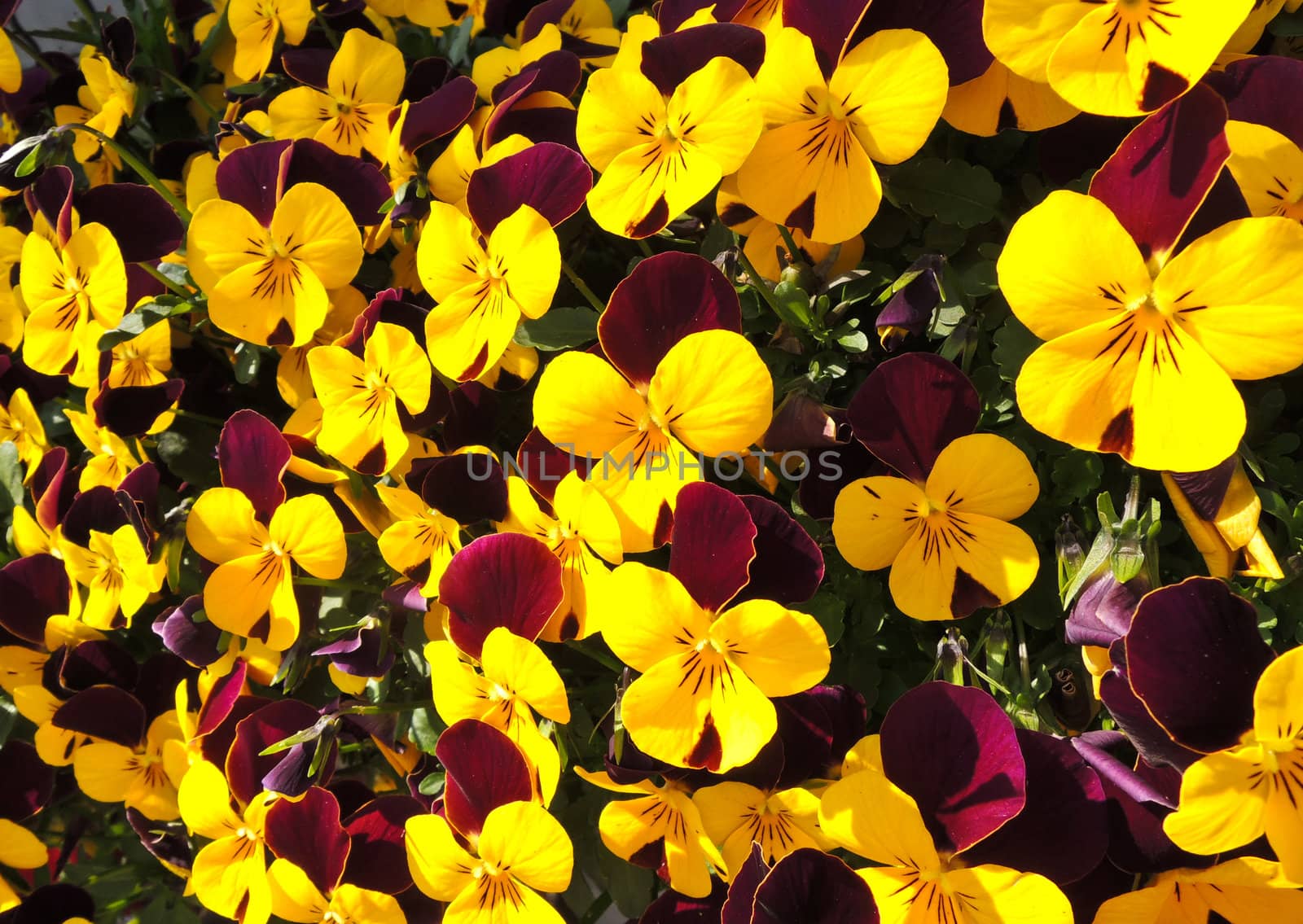 Colorful viola flowers in garden by MalyDesigner