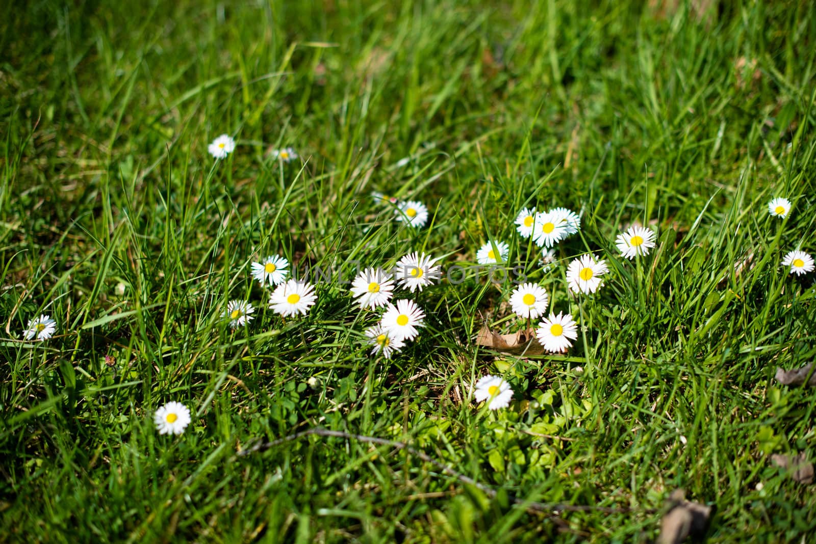 White silk daisies in grass field in early spring