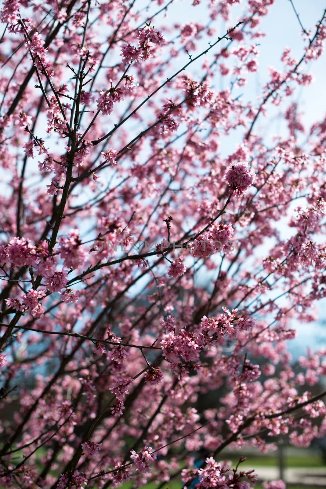 pink blossom sukura flowers on a bright spring day