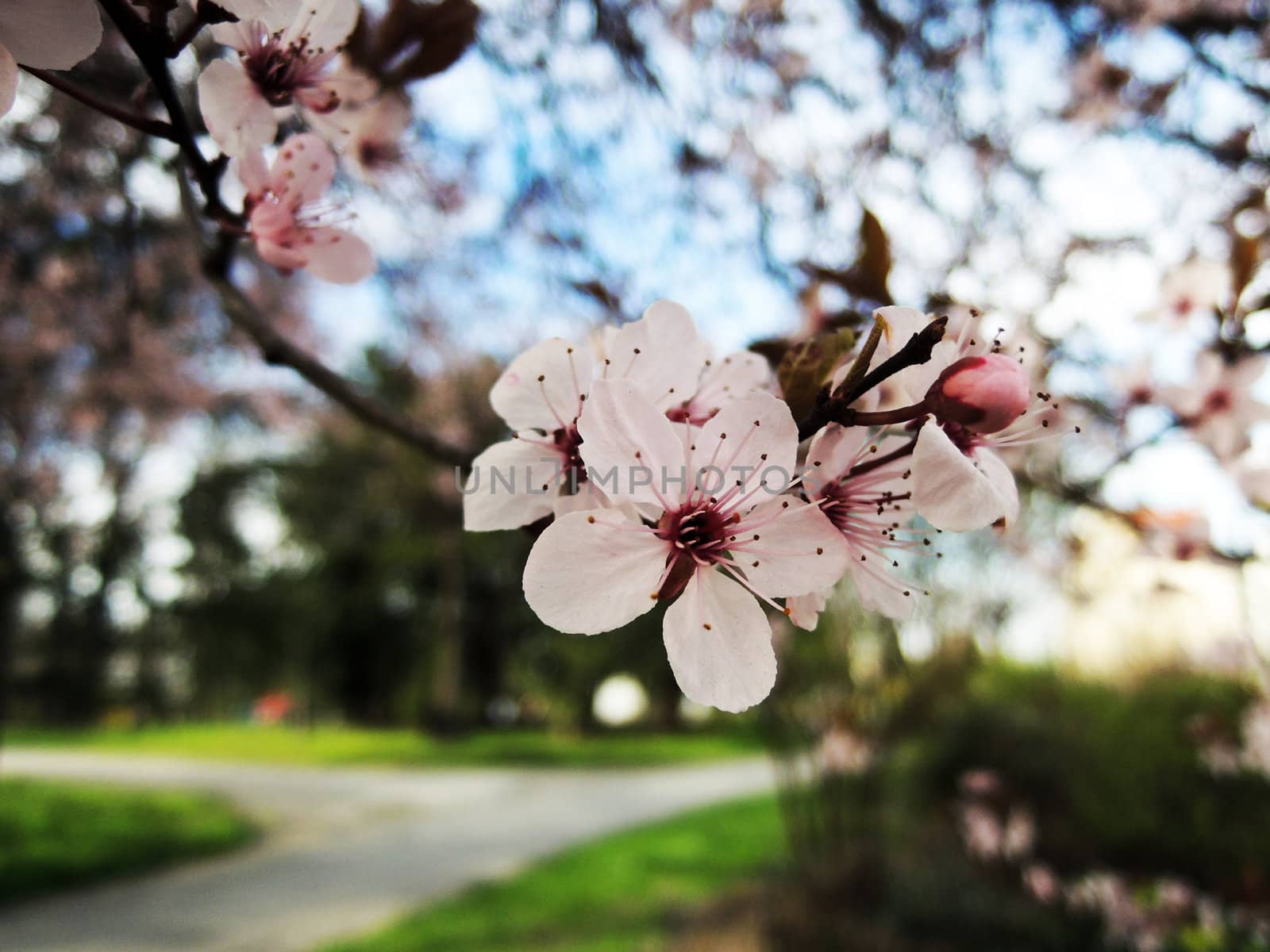 Spring cherry blossoms on pink background