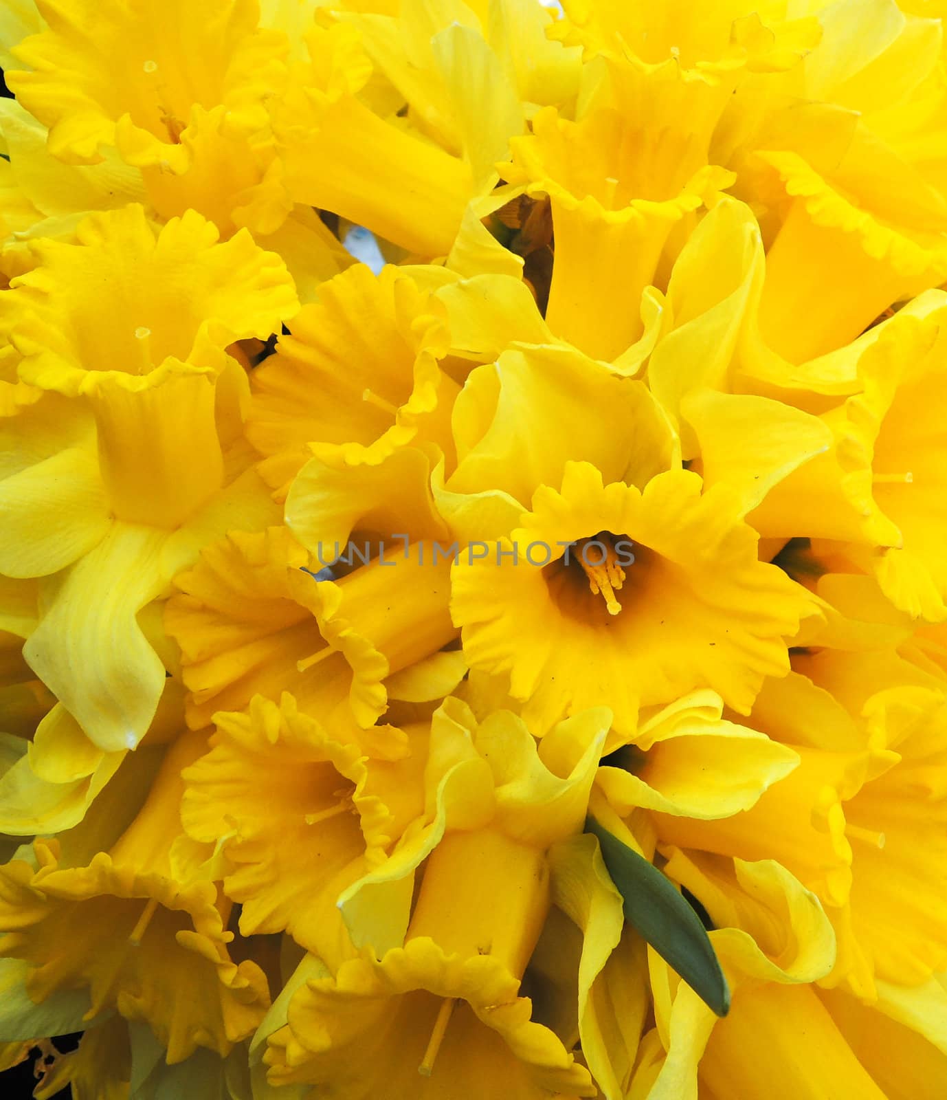 Yellow narcissus by MalyDesigner