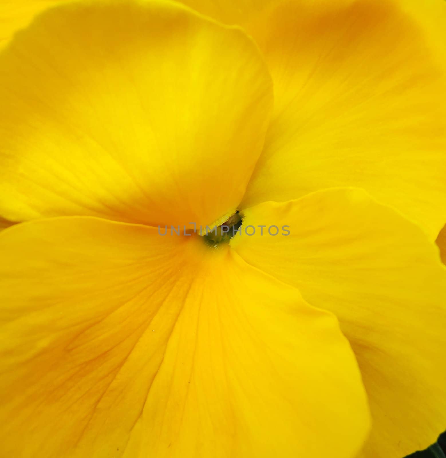 Yellow pansy flower macro