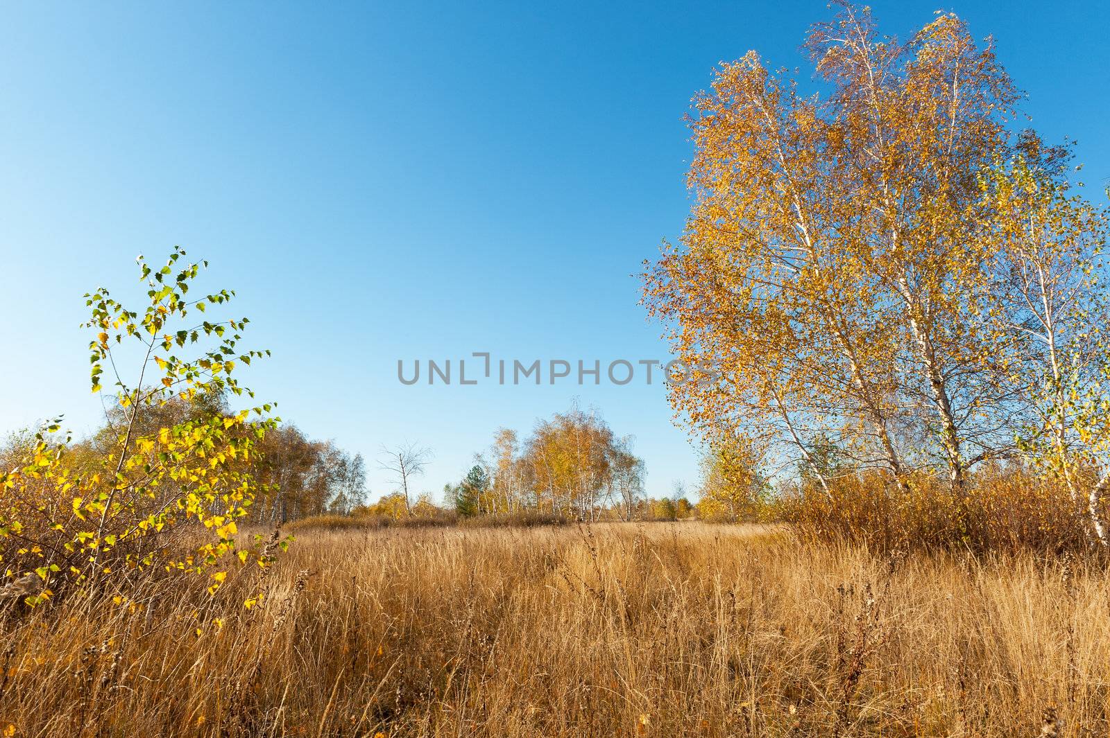 Autumn landscape with birch trees, blue sky and withered grass