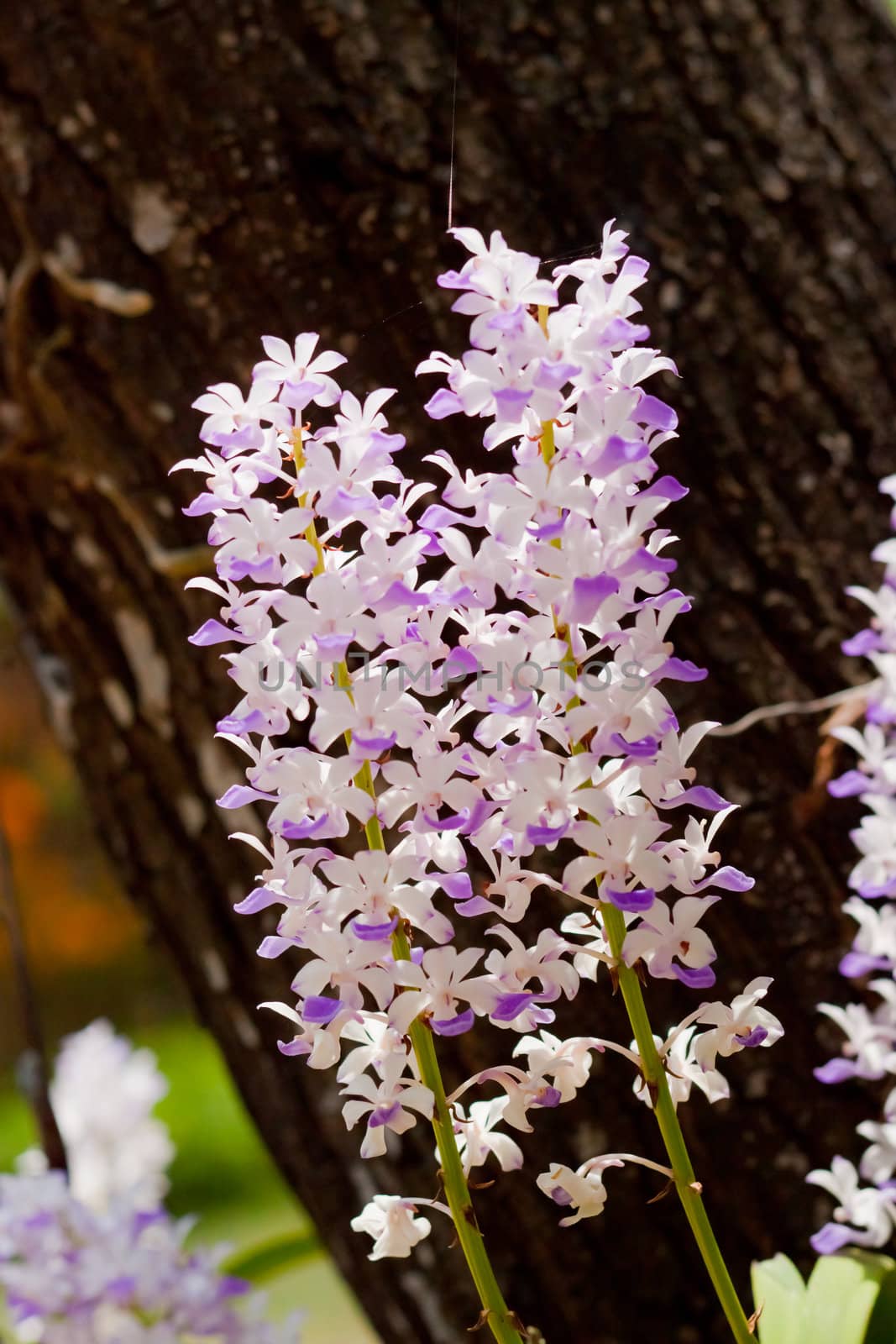 Beautiful orchid  by nikky1972