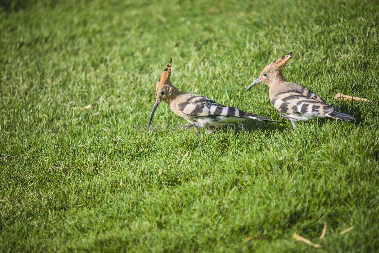 funny bird. hoopoe, upupa epops by steirus