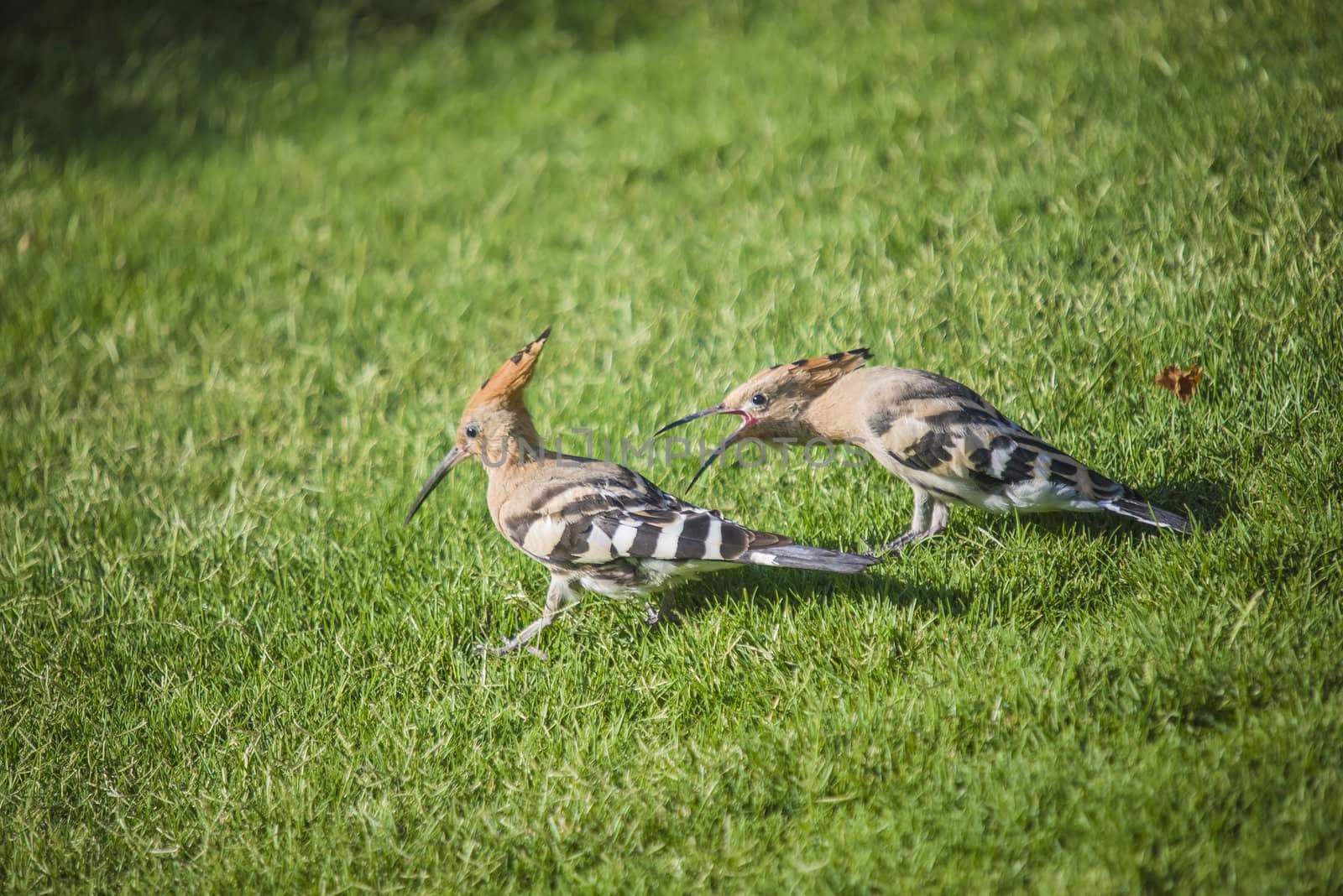 Observed the birds in a park in Sharm el Sheik, Egypt, April 2013