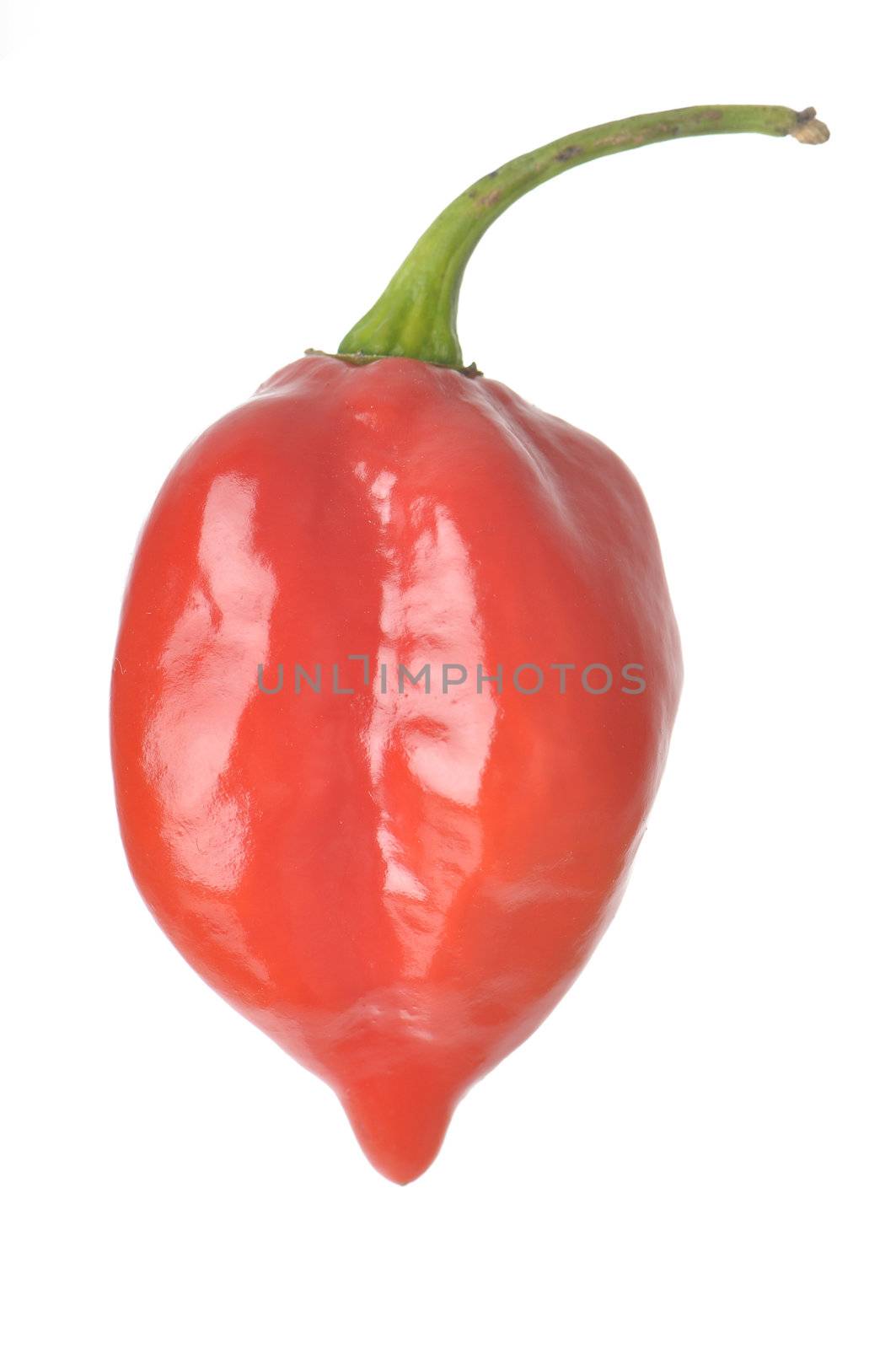 Single Caribbean Red Habanero Pepper isolated against a white background