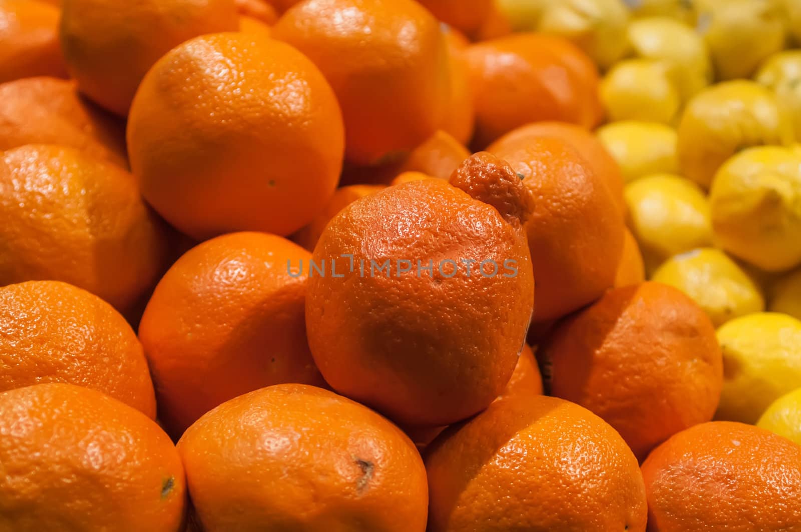 fresh and colorful Minneola tangelo fruit honeybell on display at farmers market