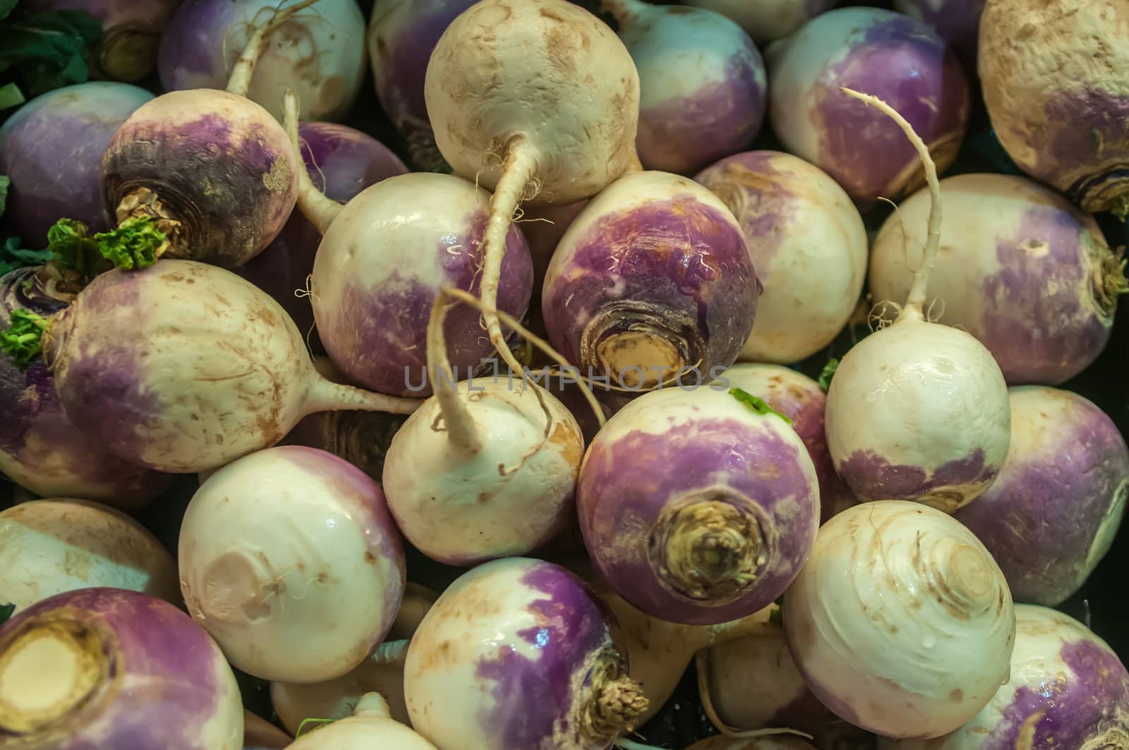 turnip on display at farmers market