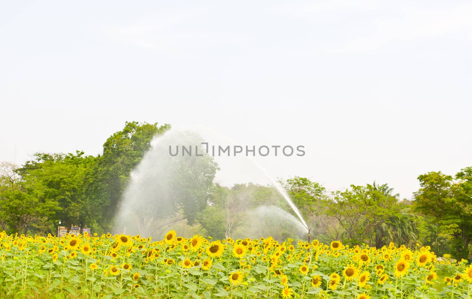 Water for sunflower field by buffaloboy