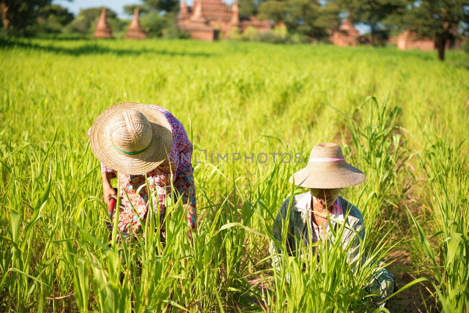 Traditional Asian farmers working in corn field