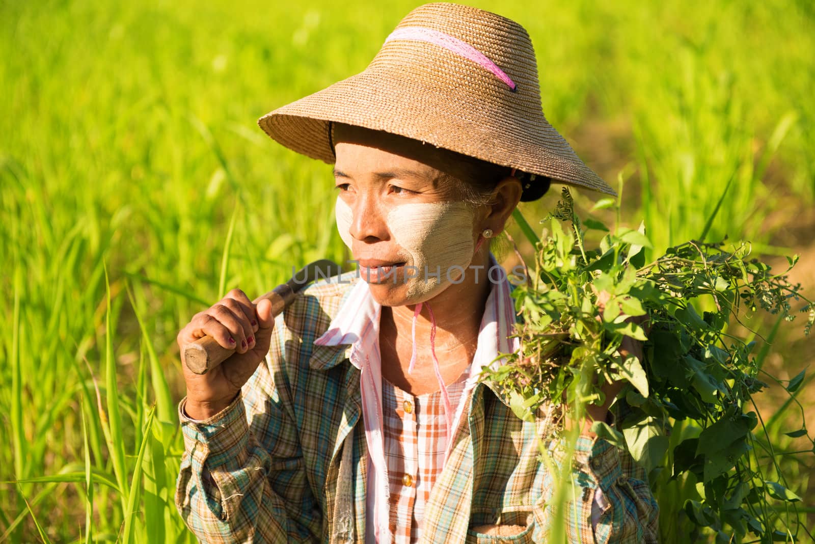 Traditional Asian female farmer working in corn field