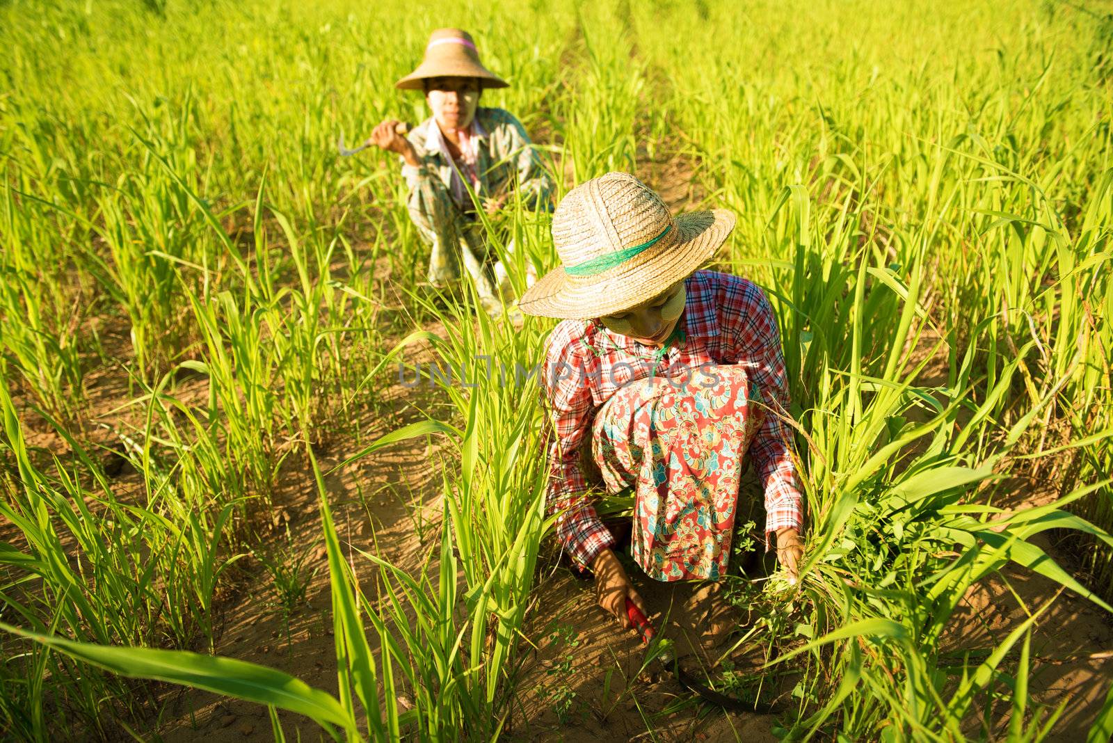 Traditional Asian farmers working in corn field, Bagan, Myanmar