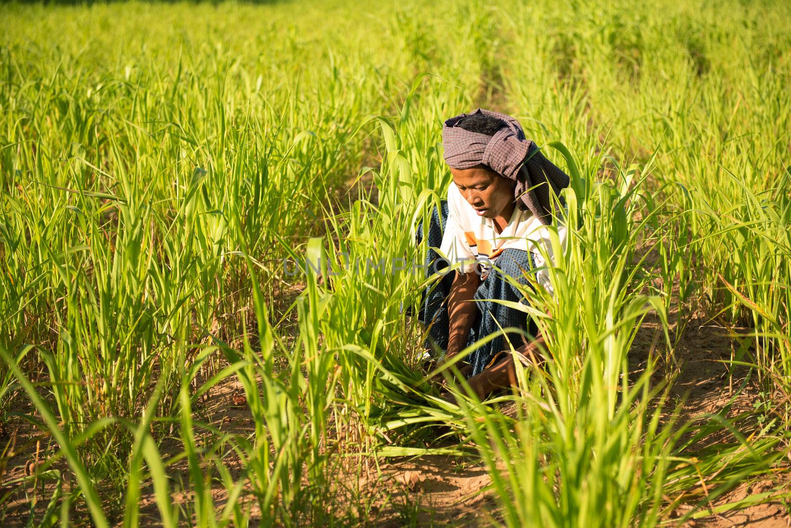 Traditional Asian male farmer working in corn field