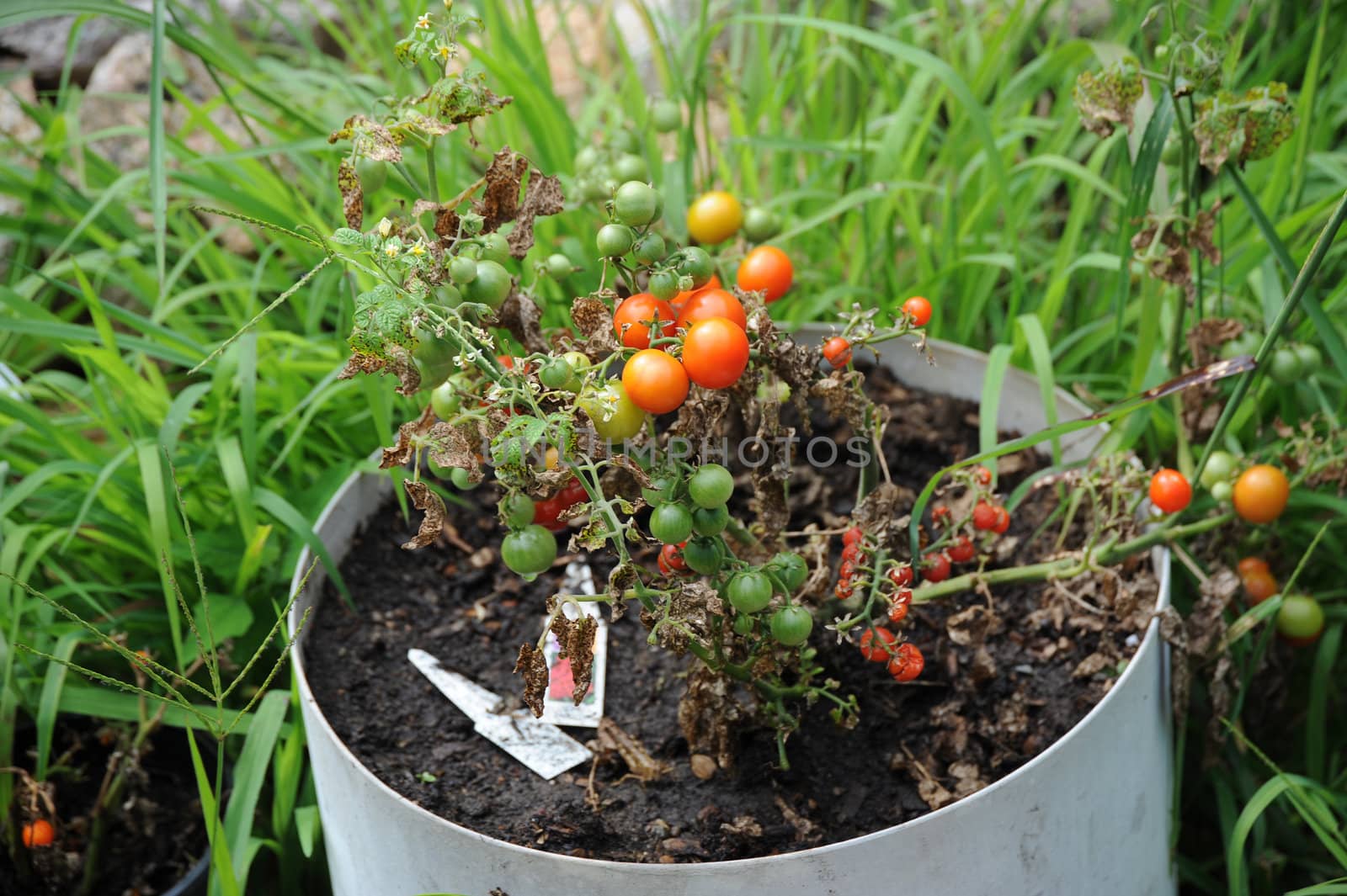 Tomato garden. by oscarcwilliams