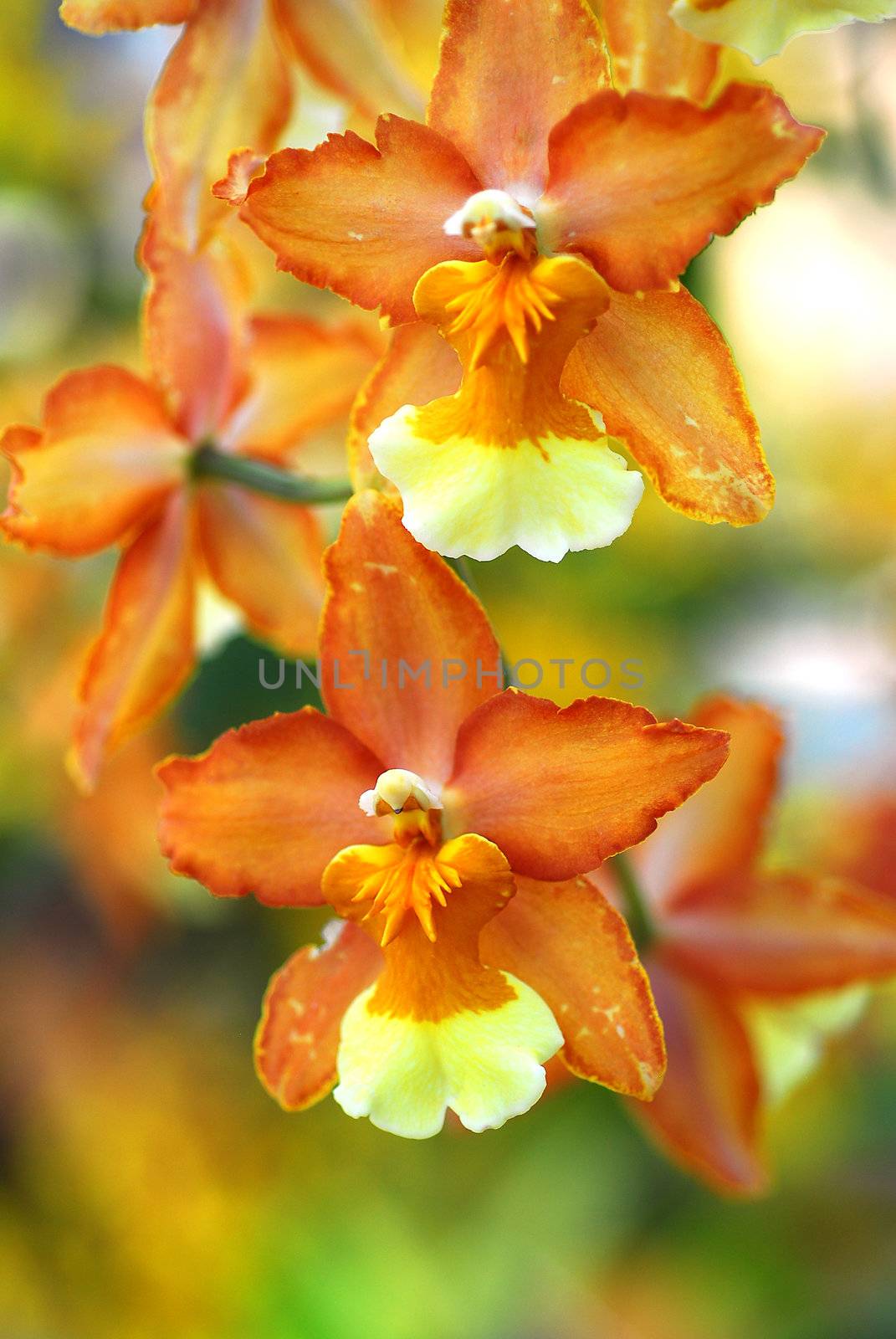 Oncidium Yellow brown Orchid flower in bloom in spring