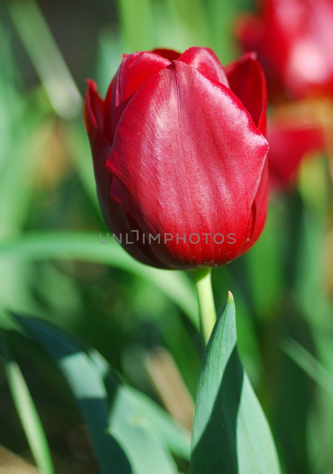 red tulip flower in bloom in spring