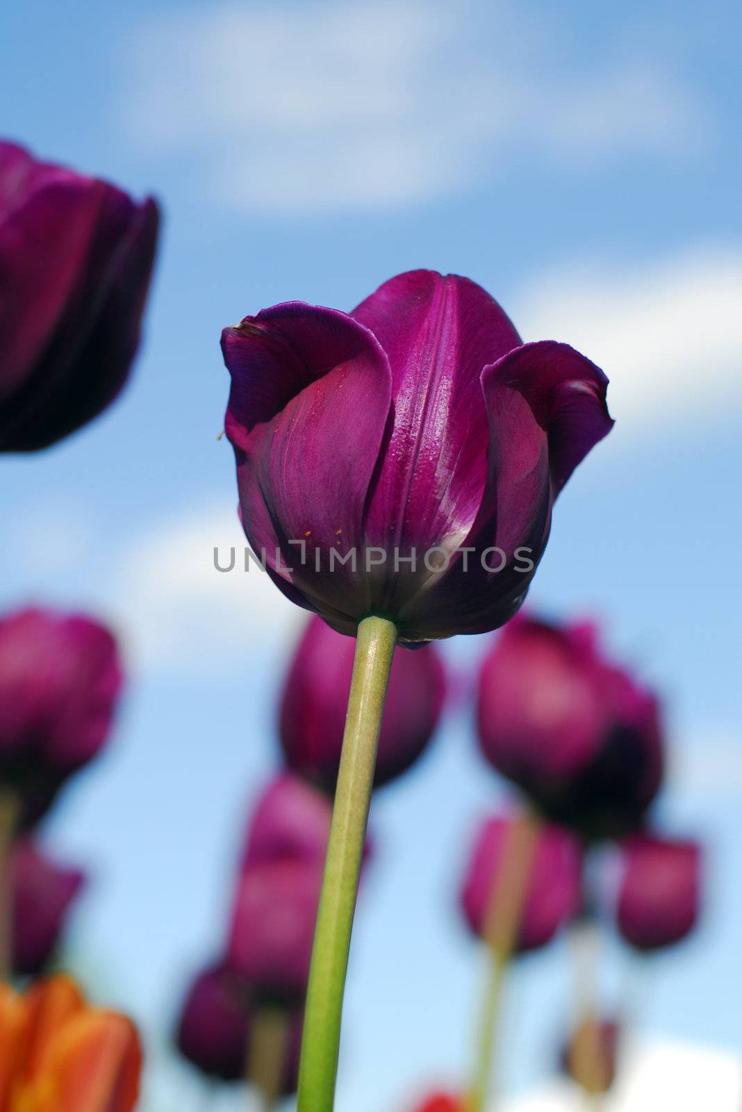 purple tulip flower in bloom in spring