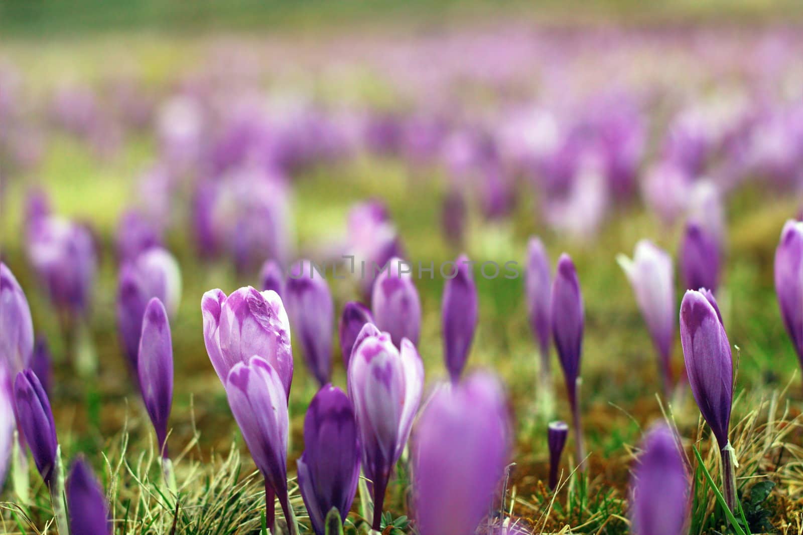 beautiful violet crocus sativus on a meadow in spring