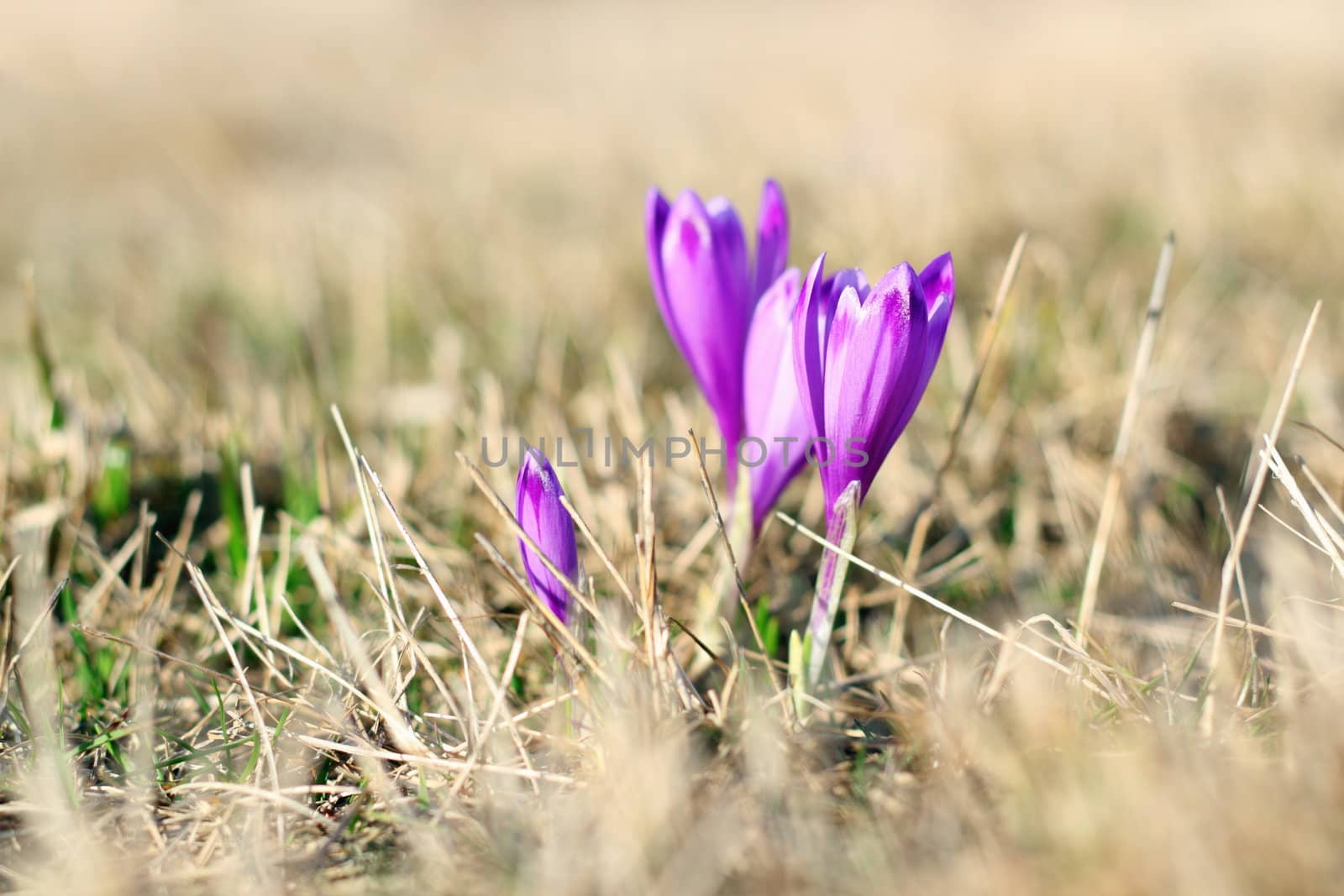 spring wild flowers on a meadow - crocus sativus in april