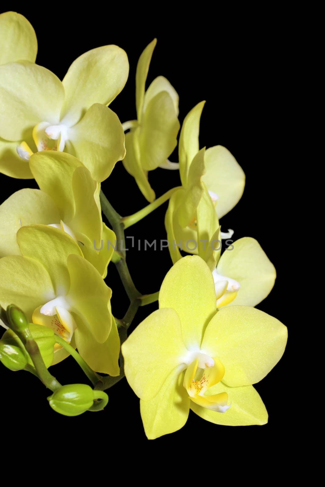 yellow orchid on dark background