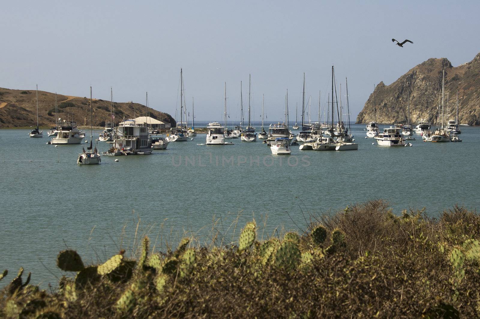 Yachts moored in the quiet bay of Catalina Harbor on Santa Catalina Island off the coast of Southern California