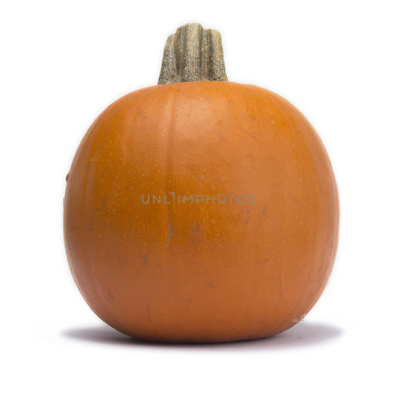 Single Pumpkin Isolated on White Background by cvalle