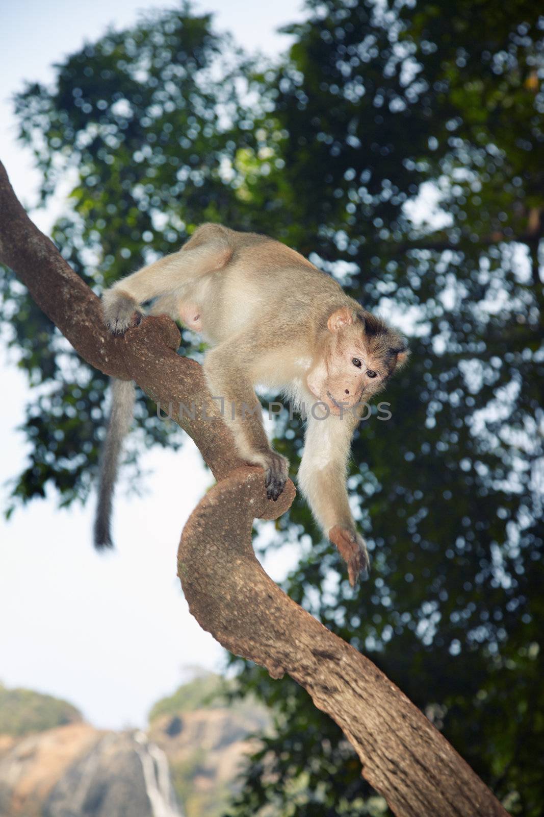 Wild monkey scrambling in jungles. Close-up vertical photo