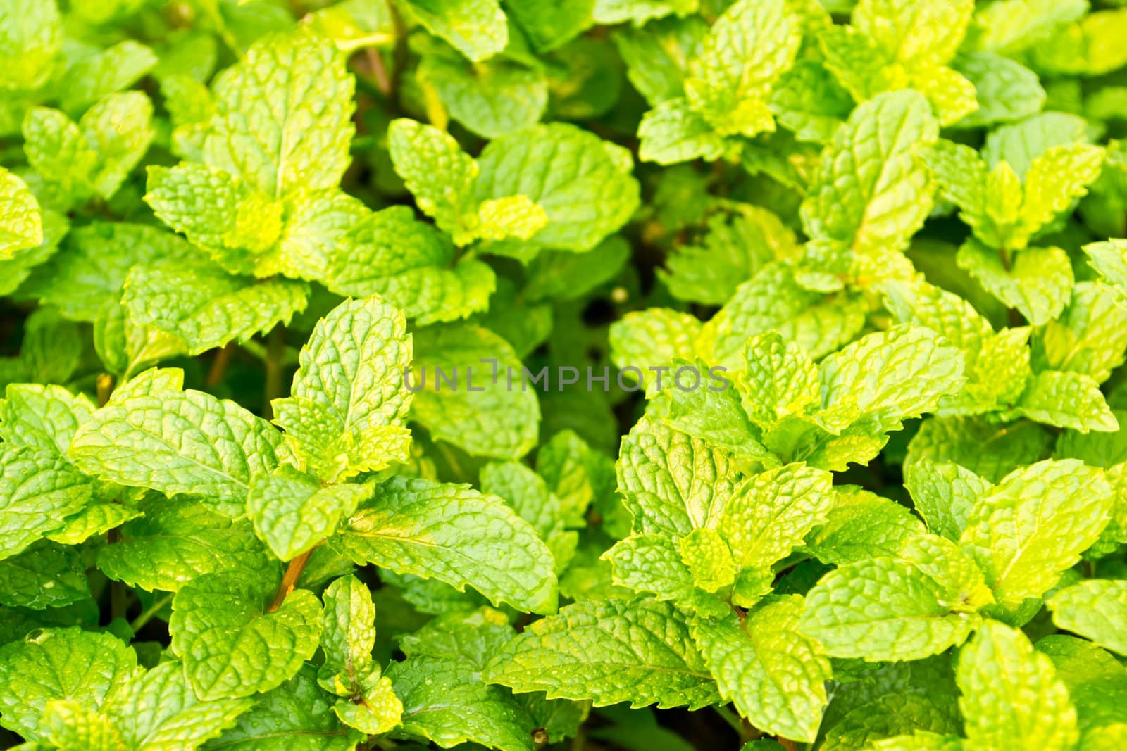 fresh mint in garden