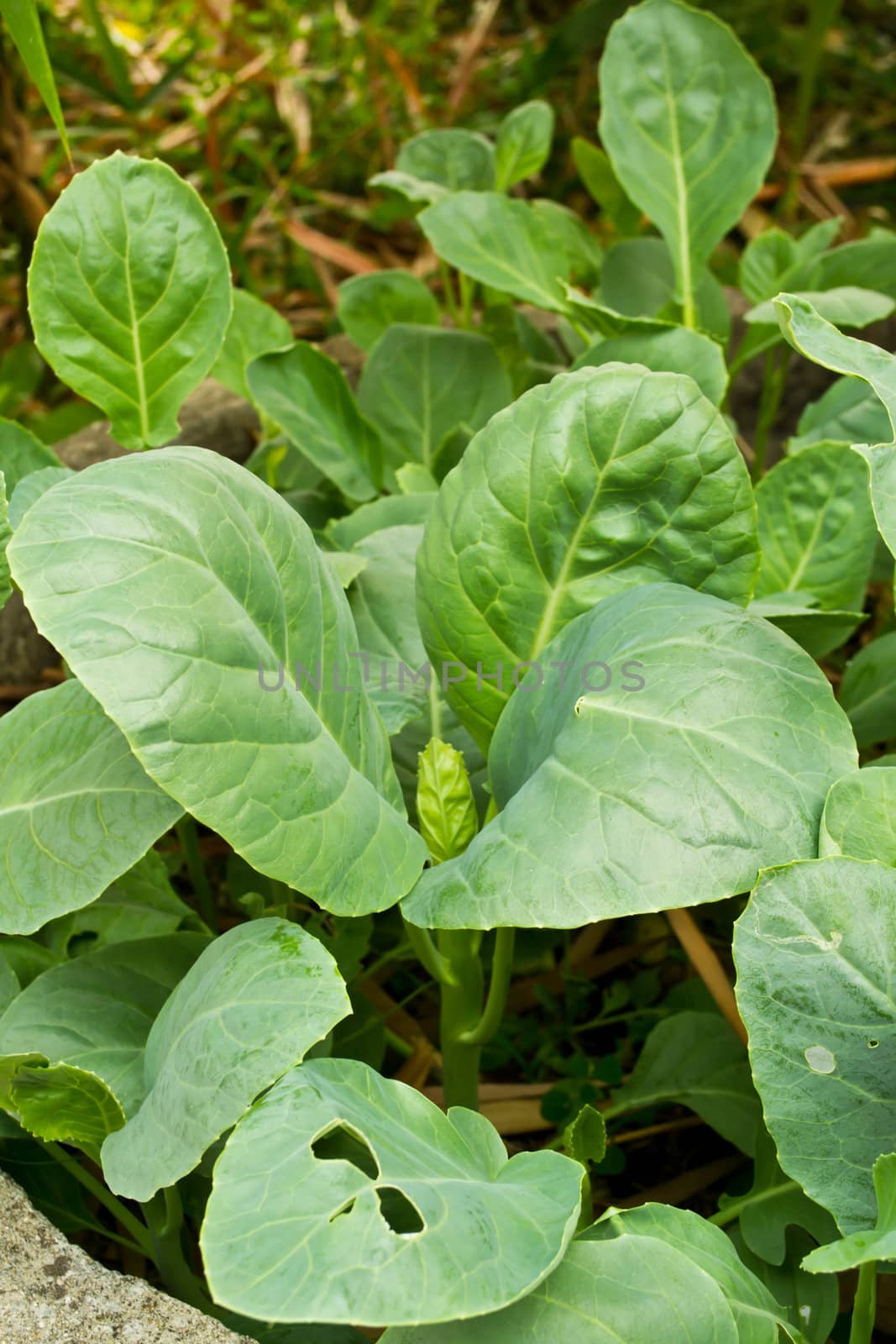 Chinese kale in the garden