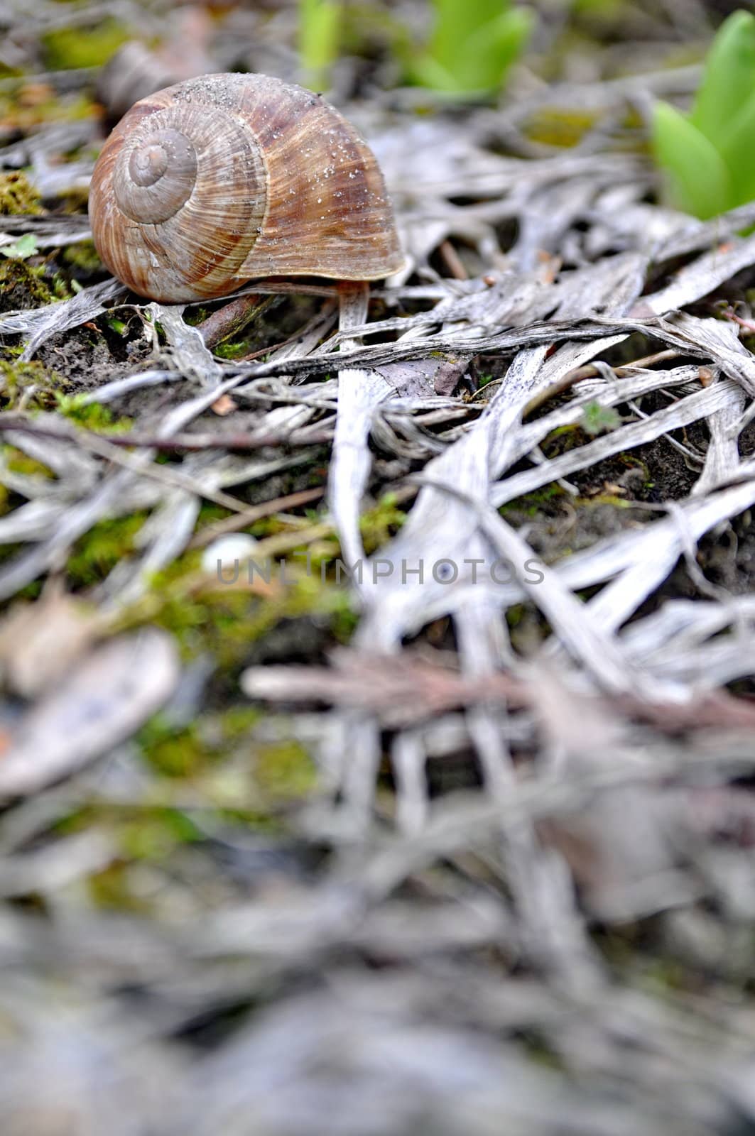 Snail in the forrest by anderm