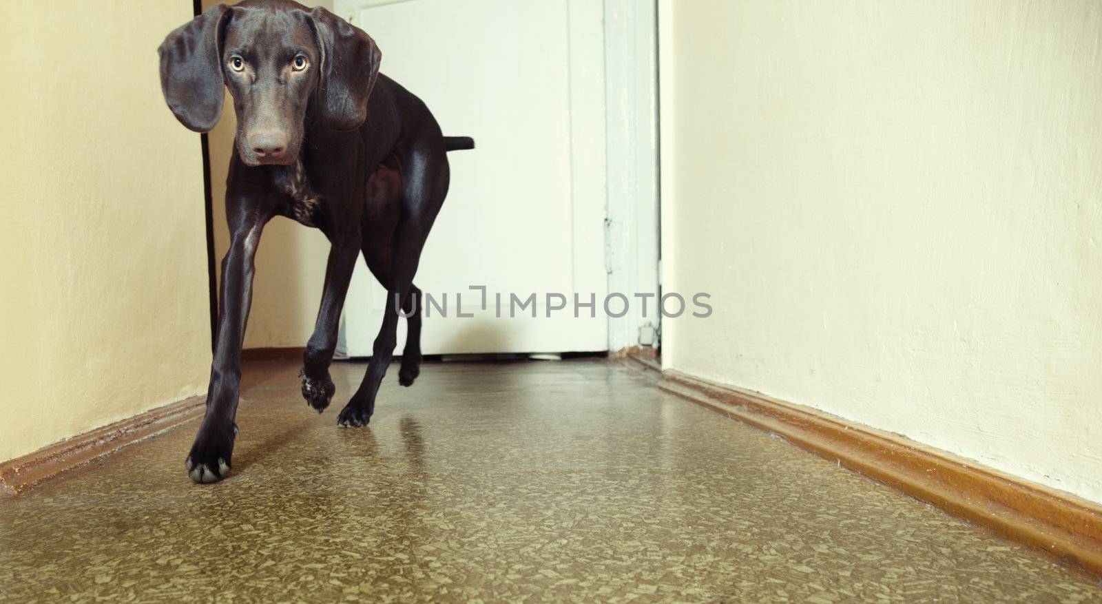Young Kurzhaar dog running indoors. Natural light and colors