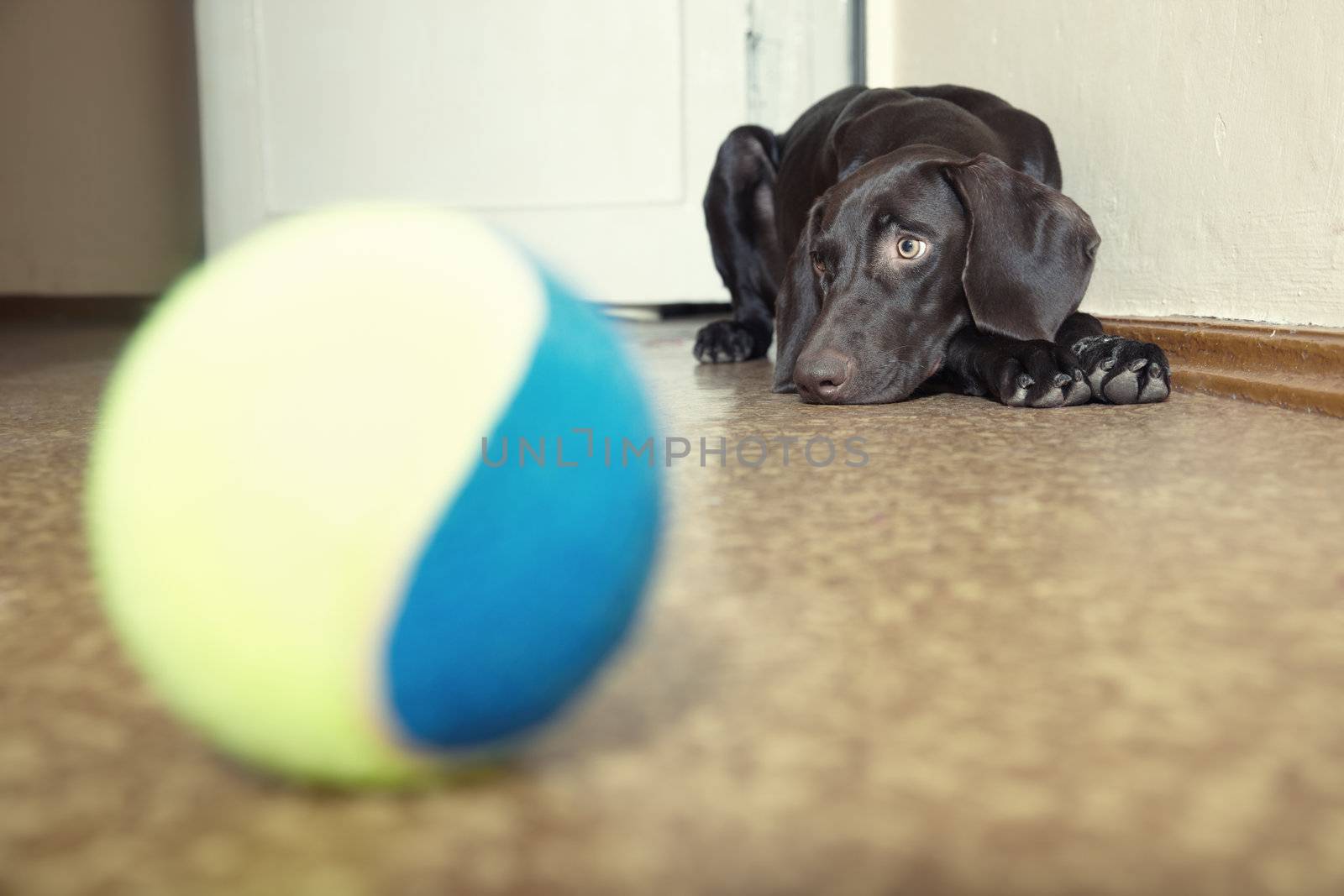 Dog and ball by Novic