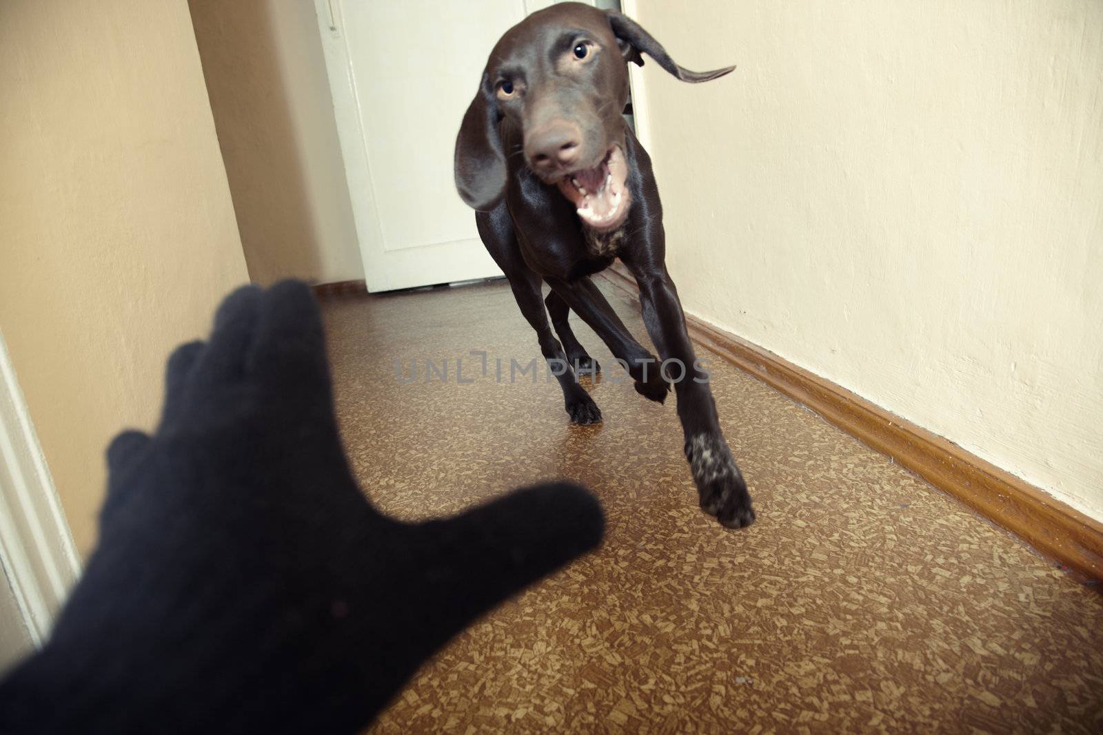 Dog attacking thief in black gloves. Natural light and colors. Motion blur added for dynamics effect