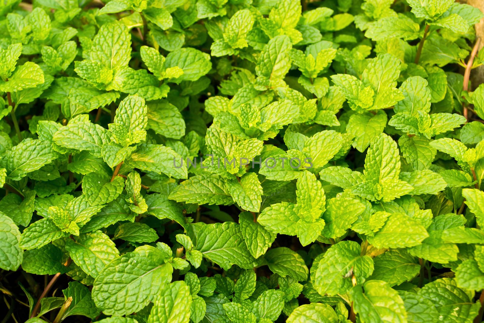 fresh mint in garden