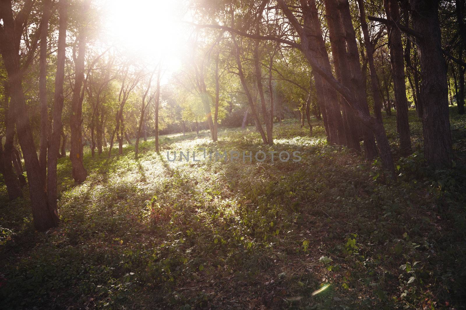 Forest in summer with sunlight penetrating through the trees