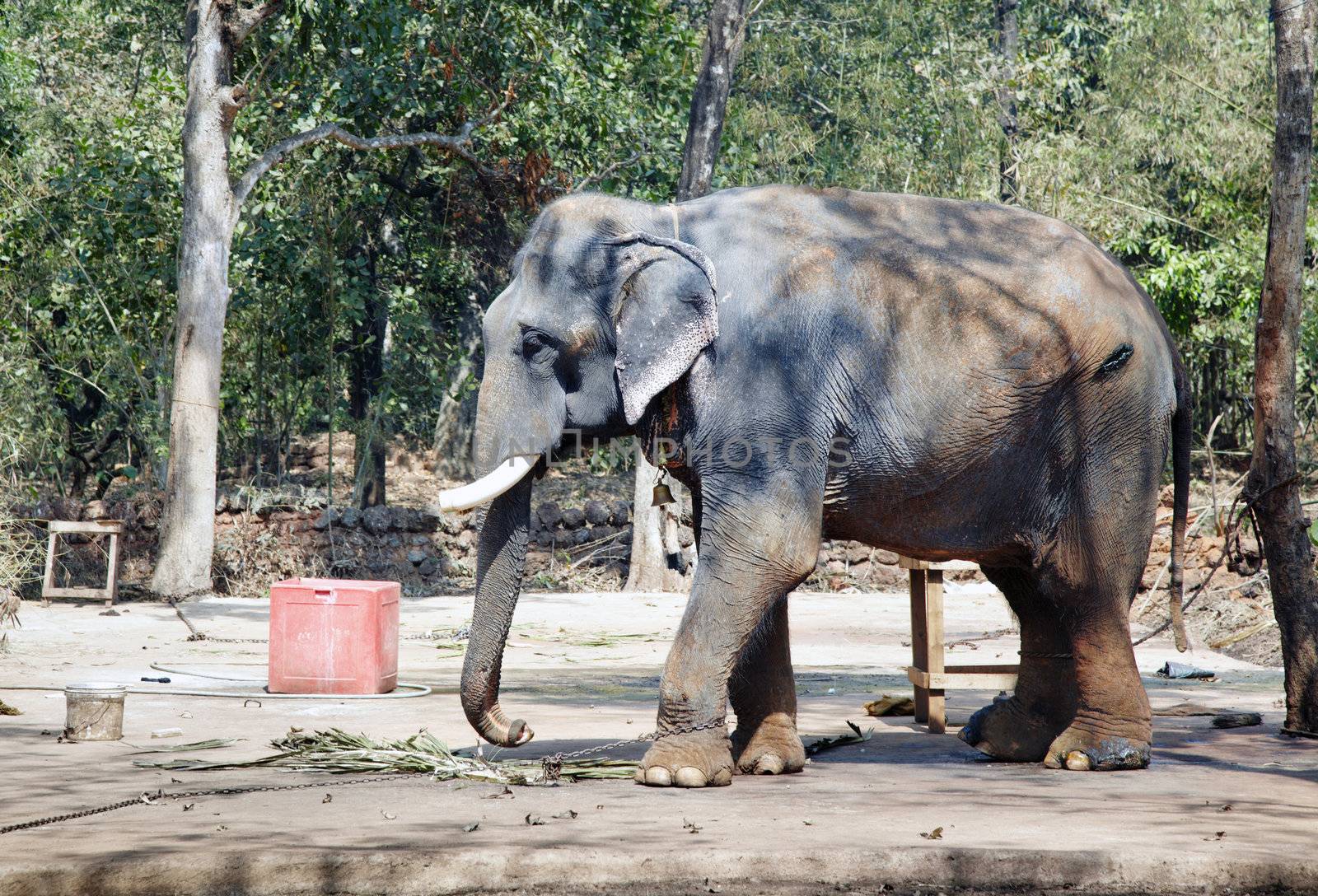 Big wounded Indian elephant in the resort. Animal with broken ivories  