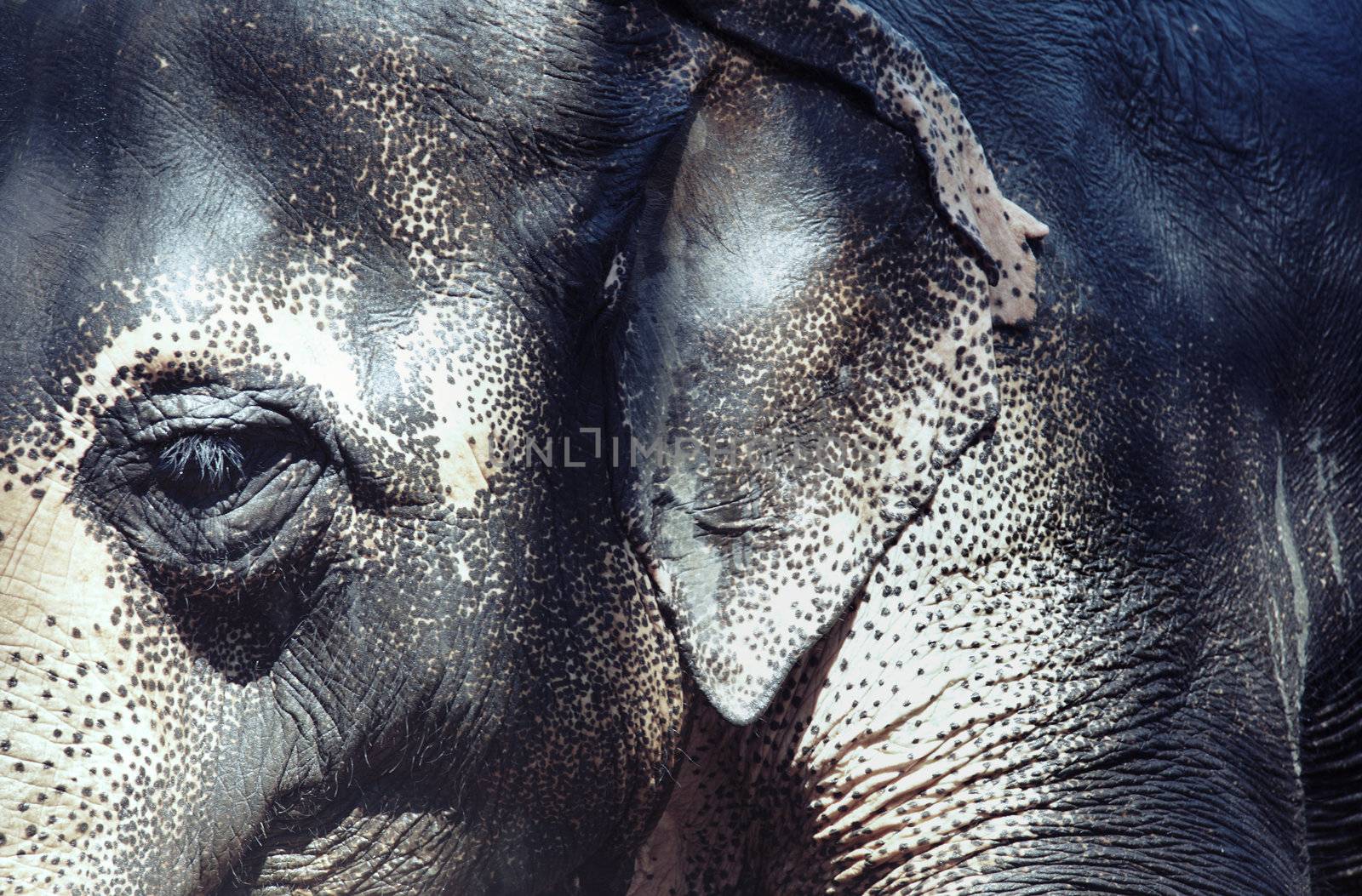 Close-up photo of the elephant with spotty skin. Horizontal photo